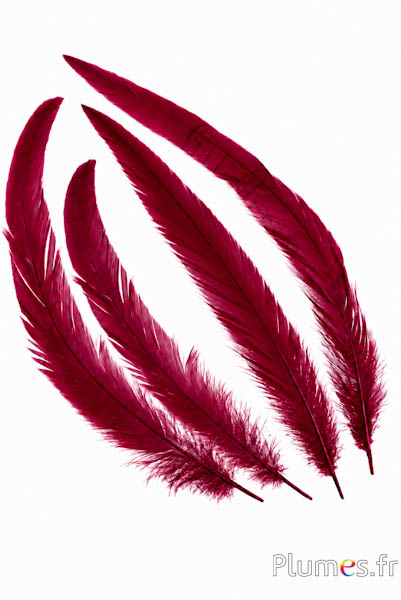 Gallo - 20-25 cm - bordò